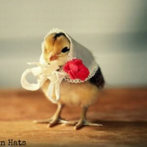 Meet your Posher, Julie